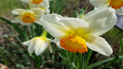 Daffodils in garden. Closeup of daffodil flower with blurred background. Yellow and white petals of narcissus flowers growing on flowerbed in garden. Spring blooming season. Floral backdrop.