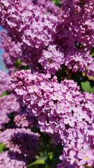 Purple flowers in the garden. Luxuriant purple lilac flowers closeup. Bright lilac blossoms bunch in spring blooming season. Beauty of nature in springtime. Violet color floral backdrop.