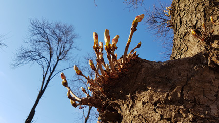 Closeup of fresh sprouts with yellow buds growing on old tree trunk. Young twigs and bare tree branches on clear blue sky background. Spring growth of trees in park.