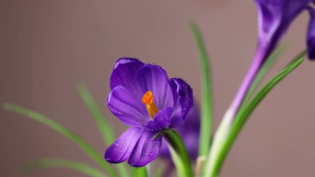 Crocuses. Time lapse of bright blue or violet lilac crocuses or saffron flower blooming on pink  background. Holiday bouquet. 4K video..