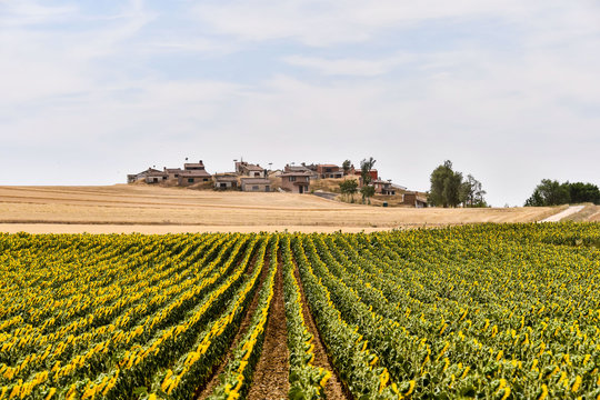 spanish landscape view of european countryside rural area in castilla y leon burgos spain.
