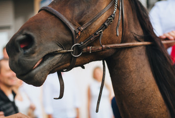 Head of a brown horse with a harness close-up. Photography, concept.