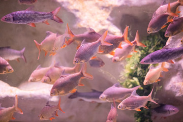 fishes in a marine aquarium.