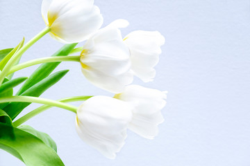 White fresh tulips in glass vase isolated on light grey background. Woman’s Day, Happy birthday greeting festive card, flower shop concept. Studio shot