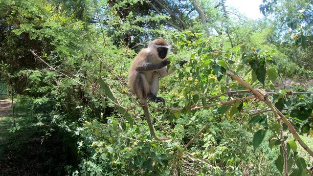 feeding vervet monkey in Lake Chamo in natural habitat, in natural habitat, Arba Minch, Ethiopia wildlife