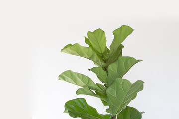 Fototapeta premium Scandinavian Decor style Plant Green Leaf.Fiddle Leaf Fig Tree