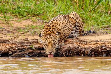 Fototapeta na wymiar Wild Jaguar in its Natural Habitat Drinking Water along the Cuiaba River Bank in Pantanal, Brazil
