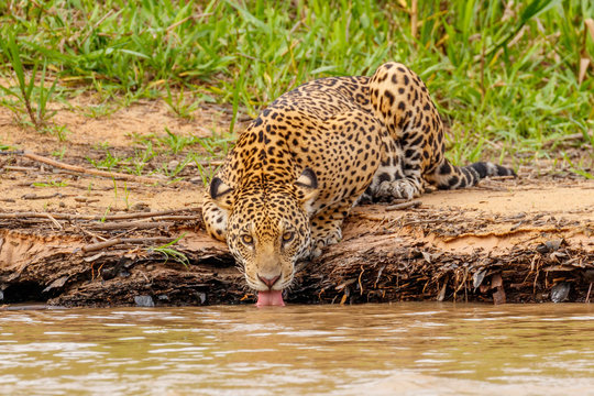 Wild Jaguar in its Natural Habitat Drinking Water along the Cuiaba River Bank in Pantanal, Brazil