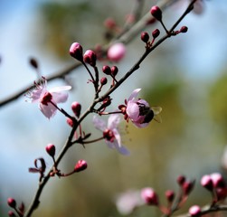 red berries on a branch