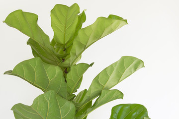 Obraz premium Scandinavian Decor style Plant Green Leaf.Fiddle Leaf Fig Tree