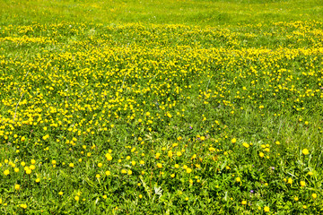 Fototapeta premium Wiese voller Trollblumen, ob Zermatt, Wallis, Schweiz