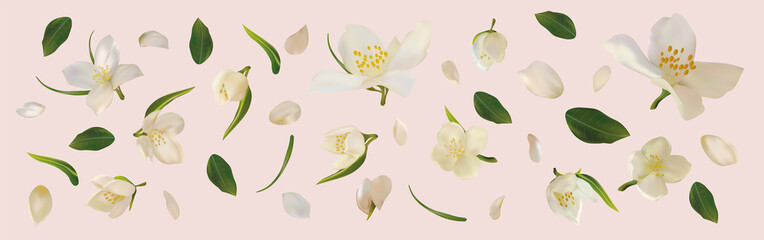 3D realistic jasmine with green leaf. White jasmine flower in motion. Beautiful jasmine closeup. Vector illustration.