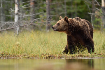 Obraz na płótnie Canvas Adult male Brown Bear (Ursus Arctos) in the taiga forest at summer. In the background are trees, typical Nordic environment for large predators. Natural habitat.