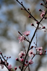 branch of a tree with flowers