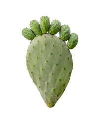 Pickly pear green opuntia cactus paw with fingers isolted on white background. Barbed painful feet...