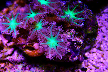 Obraz na płótnie Canvas Clavularia glove soft polyps colony coral