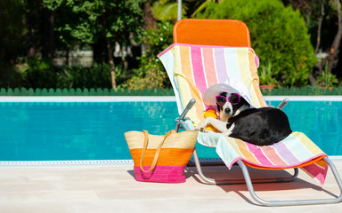 Funny dog resting on summer vacation - 329313389