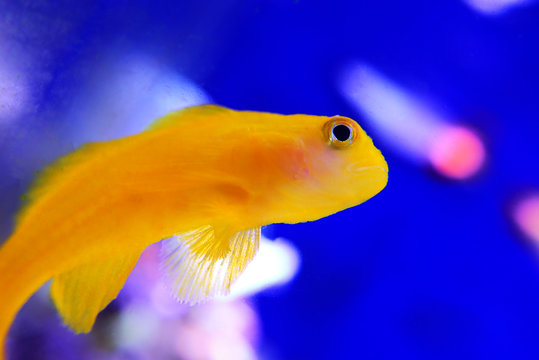 Yellow clown coral goby isolated in aquarium