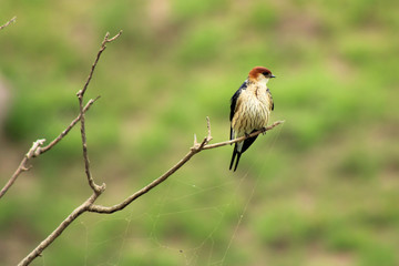 bird on a branch