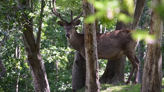 Red deer (Cervus elaphus) stag chewing semidigested cud in forest