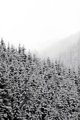 Snowy trees with different layers 