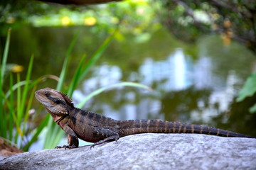 Lizard sitting on a rock in a Sydney NSW Australia Park on a sunny warm summer afternoon