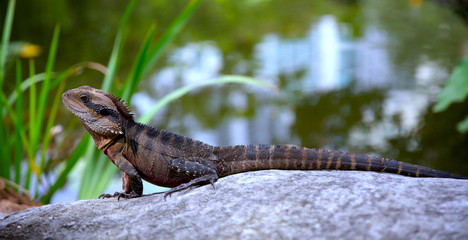 Lizard sitting on a rock in a Sydney NSW Australia Park on a sunny warm summer afternoon