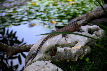 Lizard sitting on a rock in a Sydney NSW Australia Park on a sunny warm summer afternoon