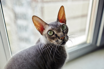 Funny cat sitting on window sill. A beautiful gray sphinx cat