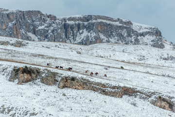 Horses in the background of a winter mountain landscape in Armenia