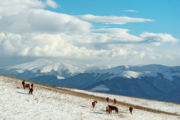 Horses in the background of a winter mountain landscape in Armenia