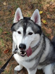 siberian husky dog ​​in autumn forest