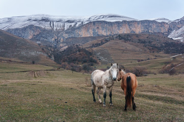 Horses in the background of a winter mountain landscape in Armenia