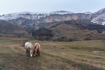 Horses in the background of a winter mountain landscape in Armenia