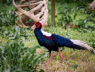 A Swinhoe Pheasant Walks Along The Ground And Shows Off Its Feathers