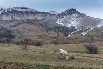 Horses in the background of a winter mountain landscape in Armenia