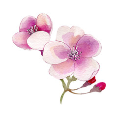 Naklejka na ściany i meble Cherry apple spring blossom flower bouquet pink flower