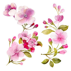 Fototapeta na wymiar Cherry apple spring blossom flower bouquet pink flower