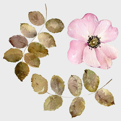 Wild roses flowers leaves branch pink blossom 