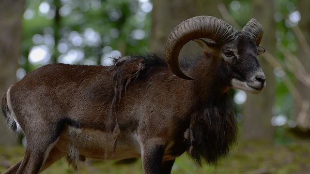 European mouflon (Ovis gmelini musimon / Ovis ammon / Ovis orientalis musimon) ram in forest in spring