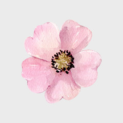 Wild roses flowers pink blossom 