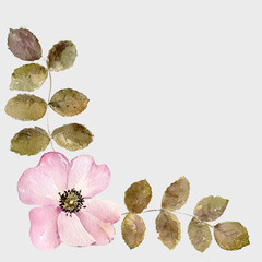 Wild roses flowers leaves branch pink blossom 