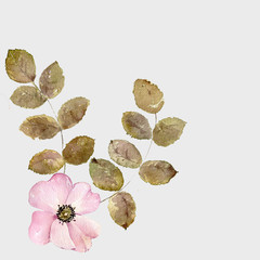 Wild roses flowers leaves branch pink blossom
