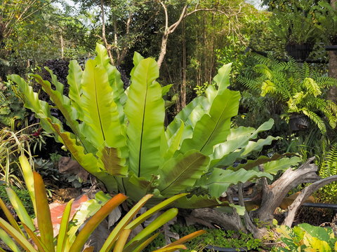 Bird's Nest Fern Or Anthurium Plant (Anthurium Hookeri) Flowering In Garden Background.