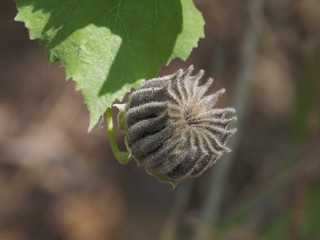 Close-up dry seed of Indian Mallow, other names include Chinese bell flower and Country mallow (Abutilon indicum (L.) Sweet) the medical plant hang on branch with nature blurred background.
