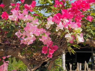 The lesser Bougainvillea or Paperflower (Bougainvillea glabra) blossom on branches in garden with green nature blurred background.