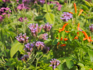 Soft focus Purple flower of Nepeta × faassenii blossom on branches with green nature blurred background, known as catmint and Faassen's catnip.