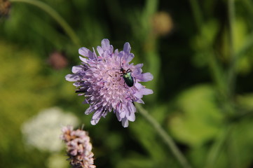 Landschaft rund um den Vogelsberg