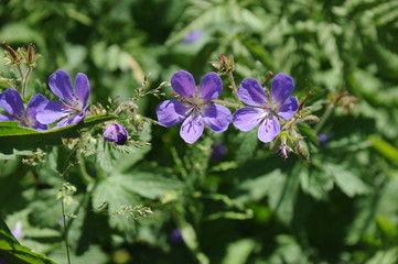 Landschaft rund um den Vogelsberg