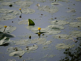 żółte kwiaty w wodzie. Grążel żółty w stawie - 329317779
